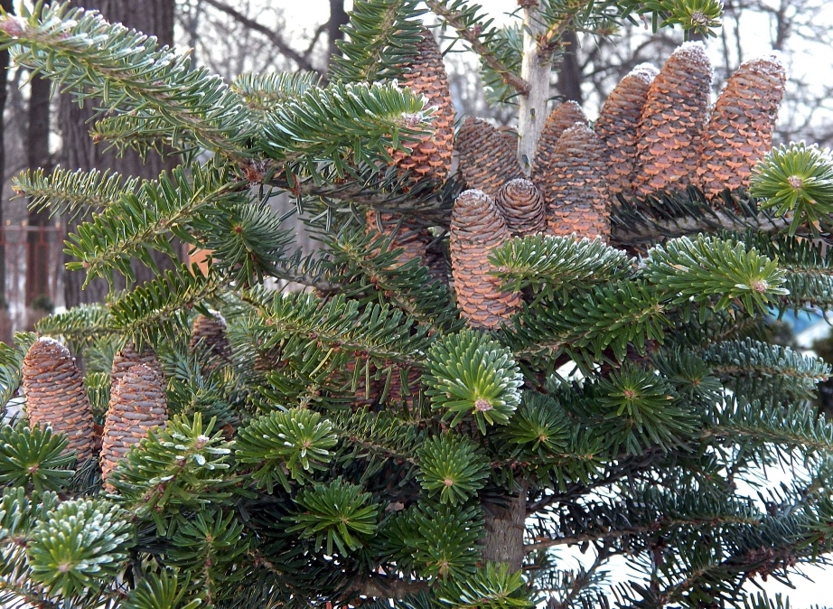 Image of Abies koreana specimen.