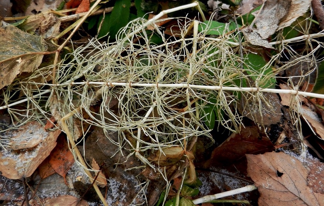 Image of Equisetum pratense specimen.