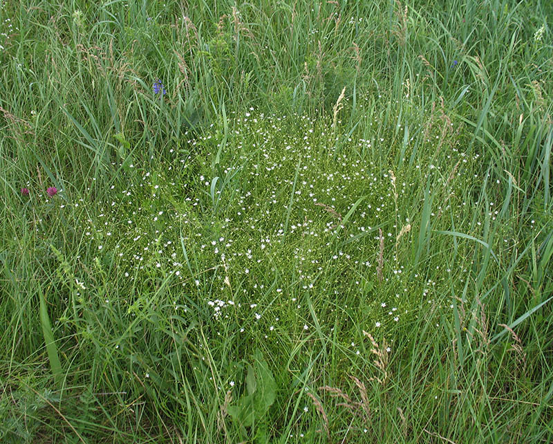Image of Stellaria graminea specimen.