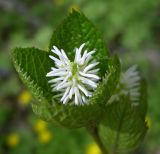 Chloranthus quadrifolius