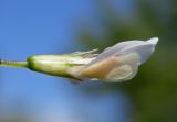 Trifolium repens. Цветок. Республика Адыгея, г. Майкоп, во дворе дома на лужайке. 26.04.2016.