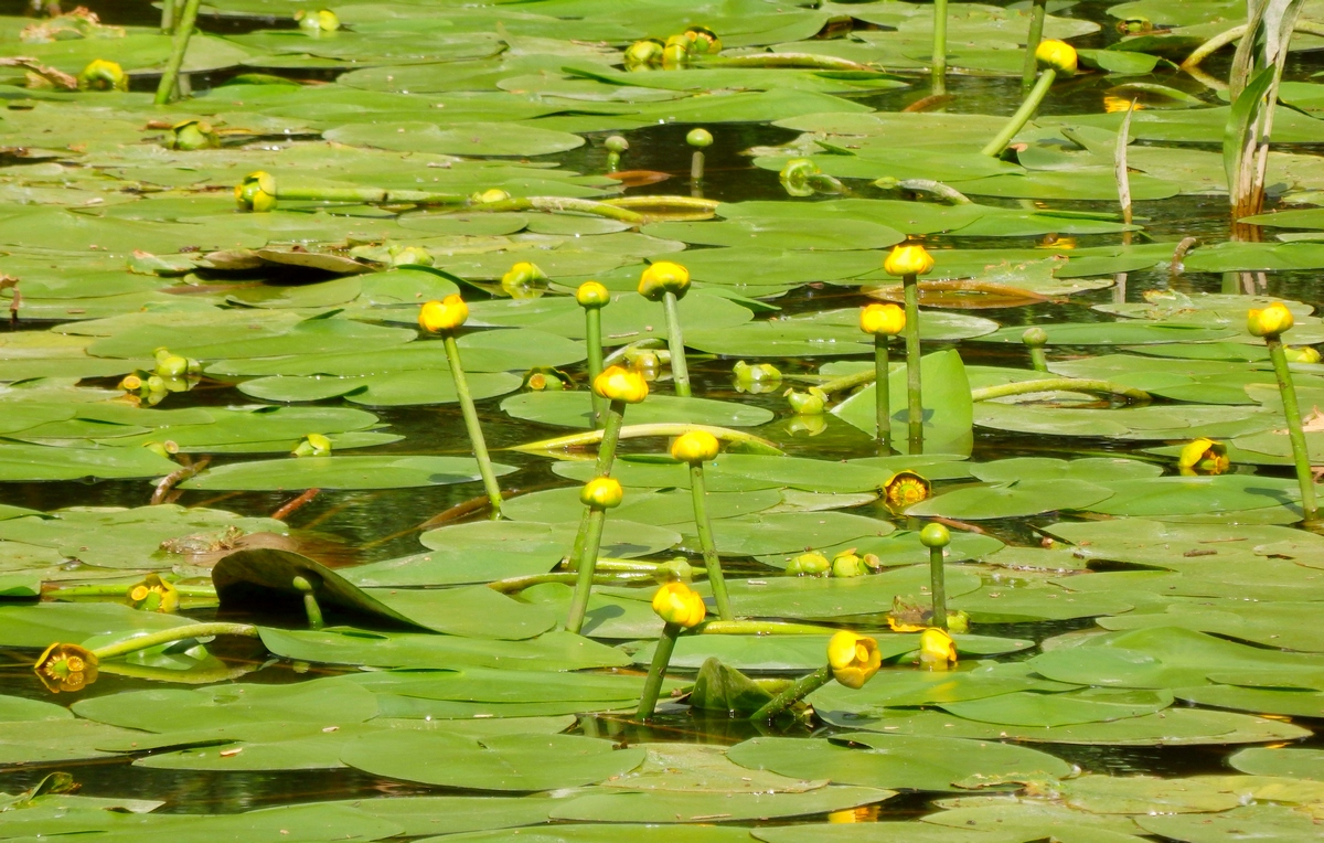 Изображение особи Nuphar lutea.