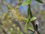 Salix kochiana