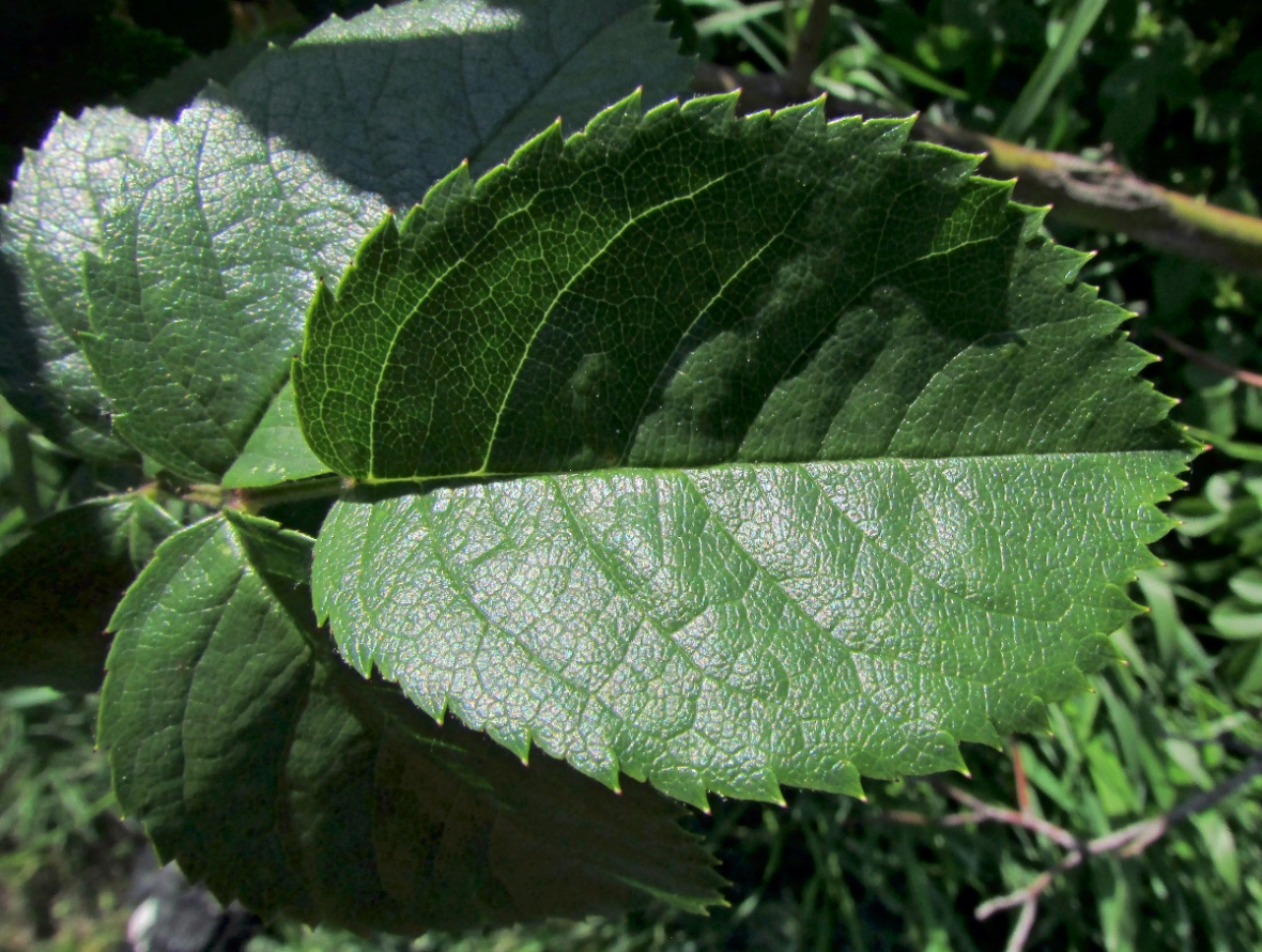 Image of Rosa corymbifera specimen.