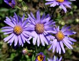 Aster amellus