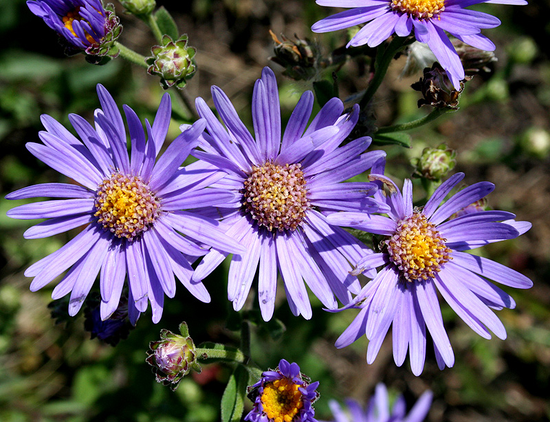 Image of Aster amellus specimen.