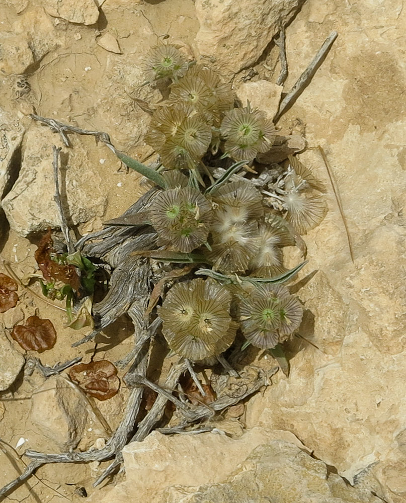 Изображение особи Lomelosia porphyroneura.