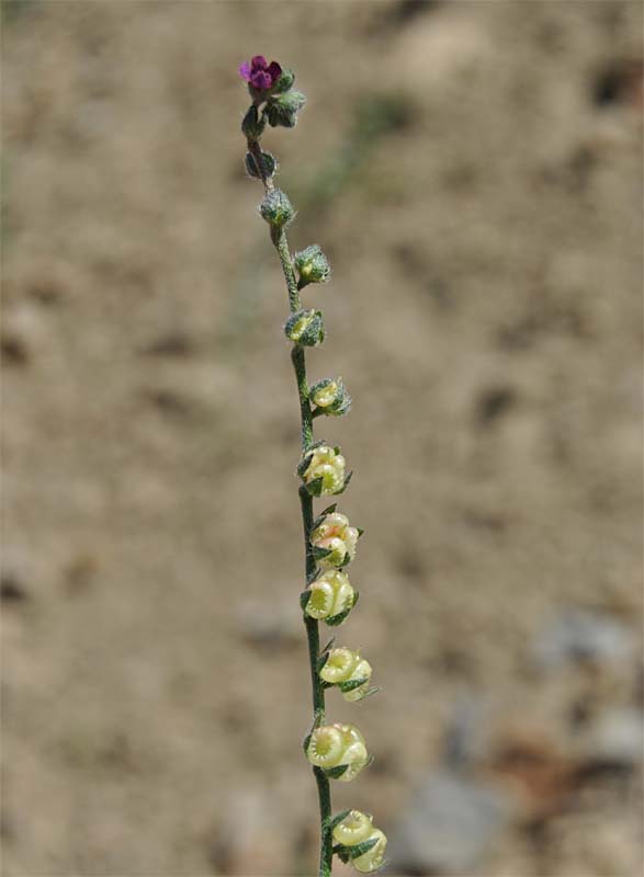 Изображение особи Paracaryum strictum.