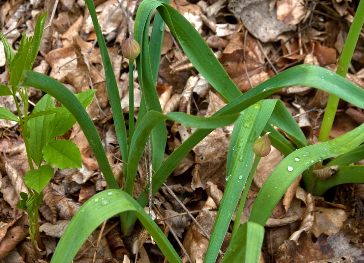 Изображение особи Allium quercetorum.