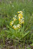 Primula veris