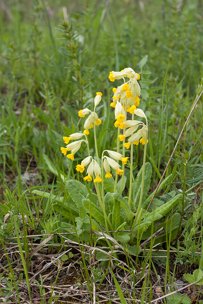 Изображение особи Primula veris.