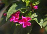 Mirabilis jalapa. Цветки и листья. Черноморское побережье Кавказа, г. Новороссийск, в культуре. 16 ноября 2013 г.