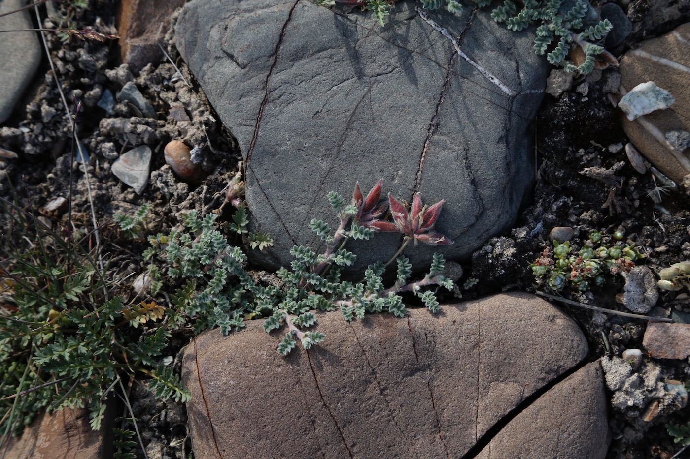 Image of Oxytropis tianschanica specimen.
