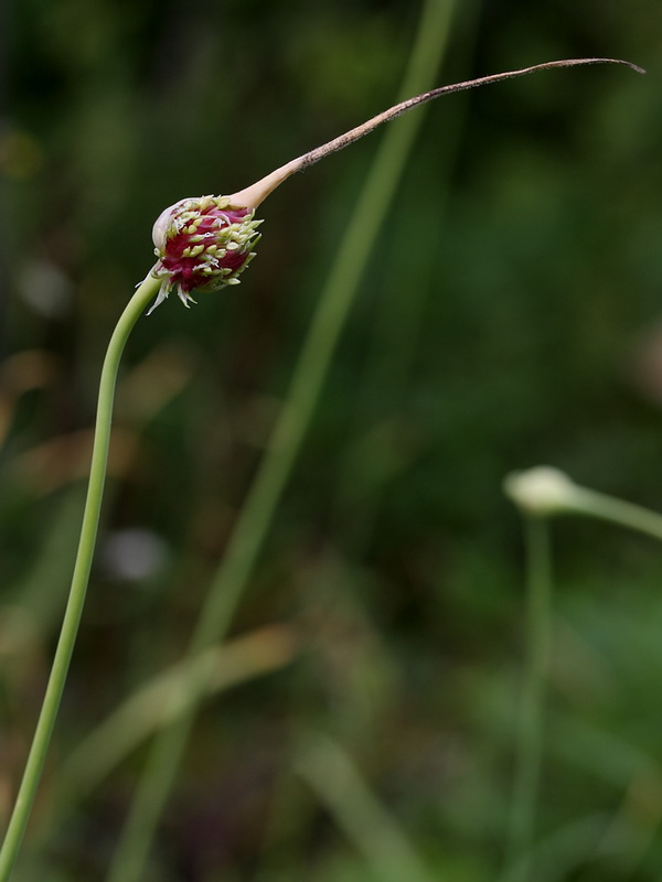 Изображение особи Allium sativum.