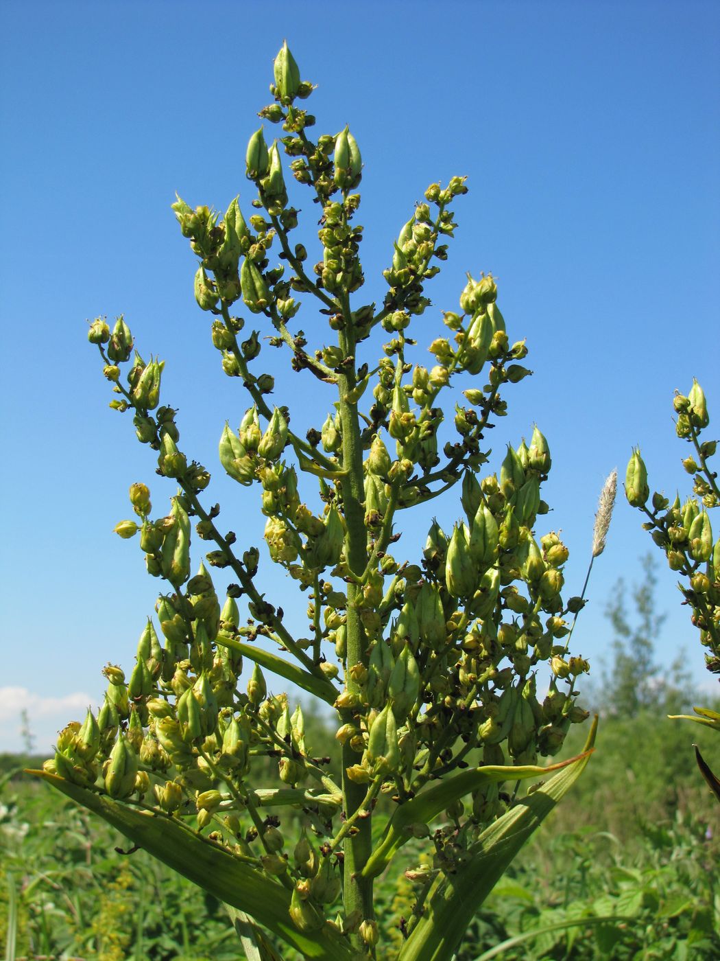 Image of Veratrum lobelianum specimen.