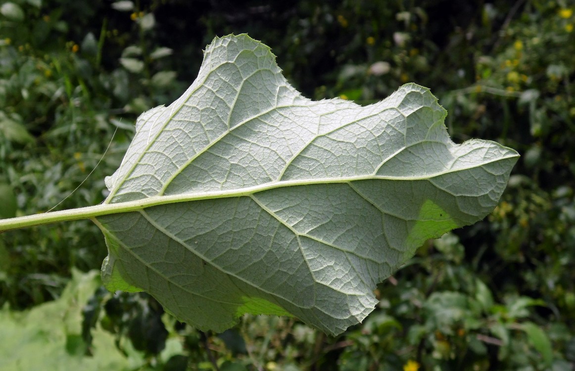 Изображение особи Arctium tomentosum.