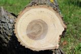 Fraxinus pennsylvanica