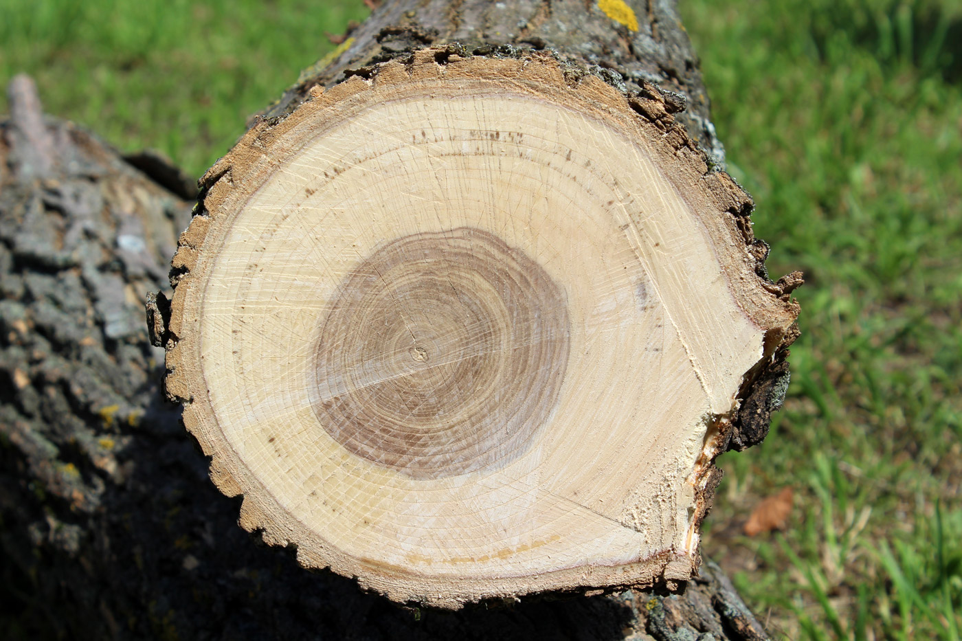 Изображение особи Fraxinus pennsylvanica.