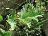 Heracleum freynianum