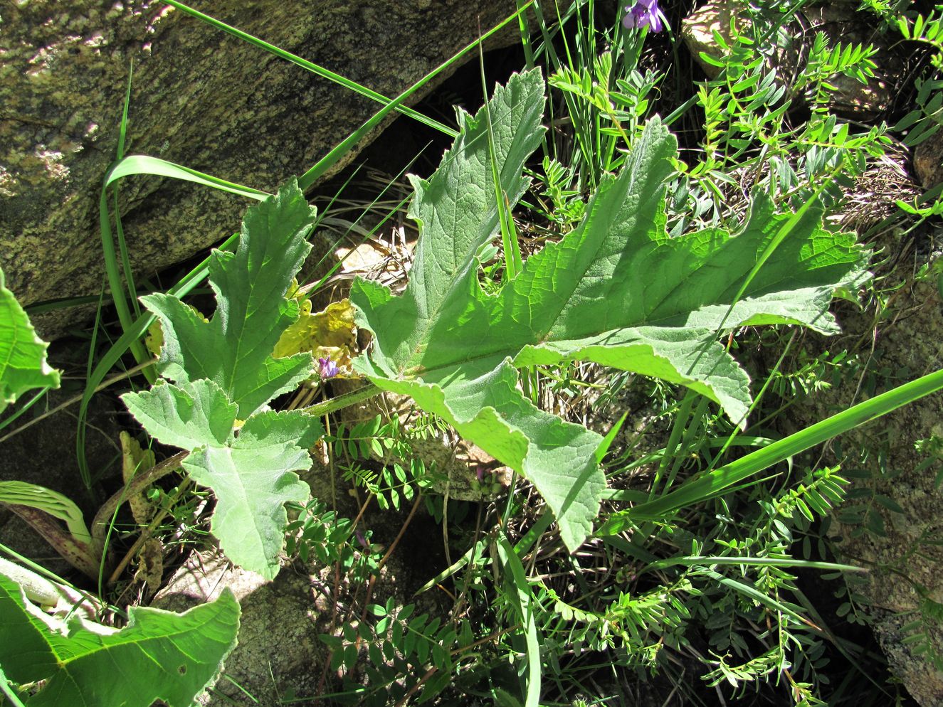 Image of Heracleum freynianum specimen.