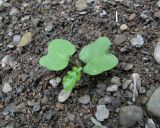 Calystegia silvatica. Ювенильное растение. Краснодарский край, Абинский р-н, берег р. Бол. Хабль. 06.07.2016.