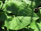Brunnera sibirica