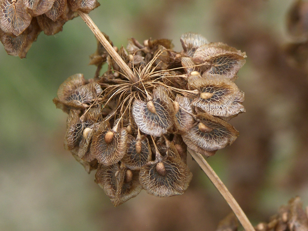 Image of Rumex patientia specimen.