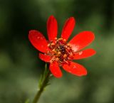 Adonis flammea