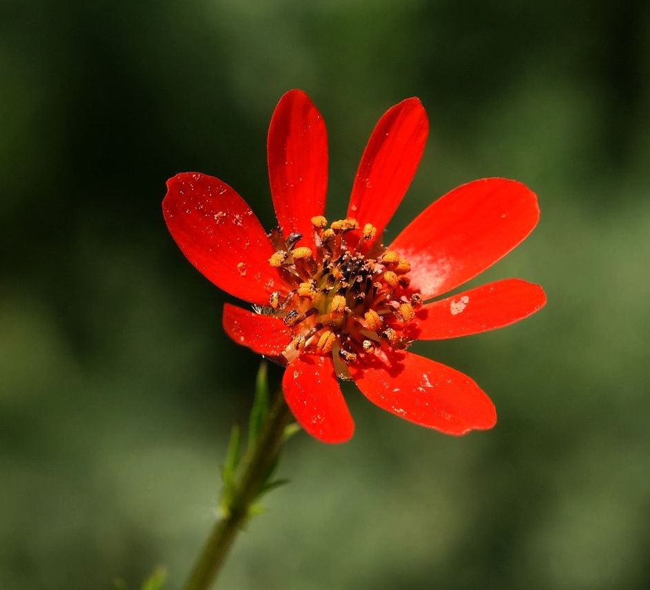 Изображение особи Adonis flammea.