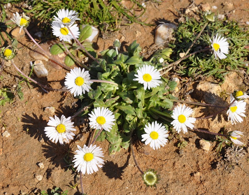 Image of Bellis annua specimen.