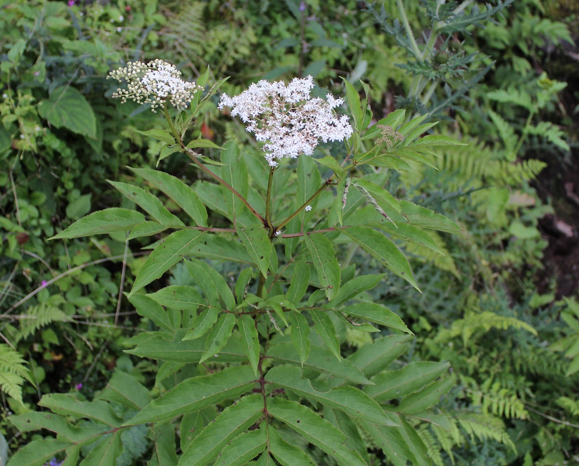 Image of Sambucus adnata specimen.