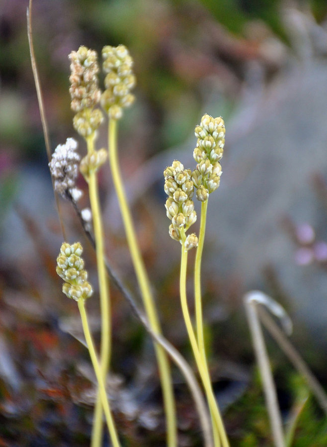 Image of Tofieldia pusilla specimen.