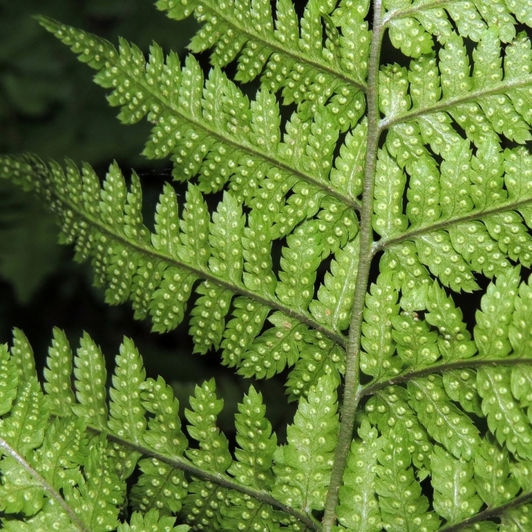 Изображение особи Dryopteris carthusiana.