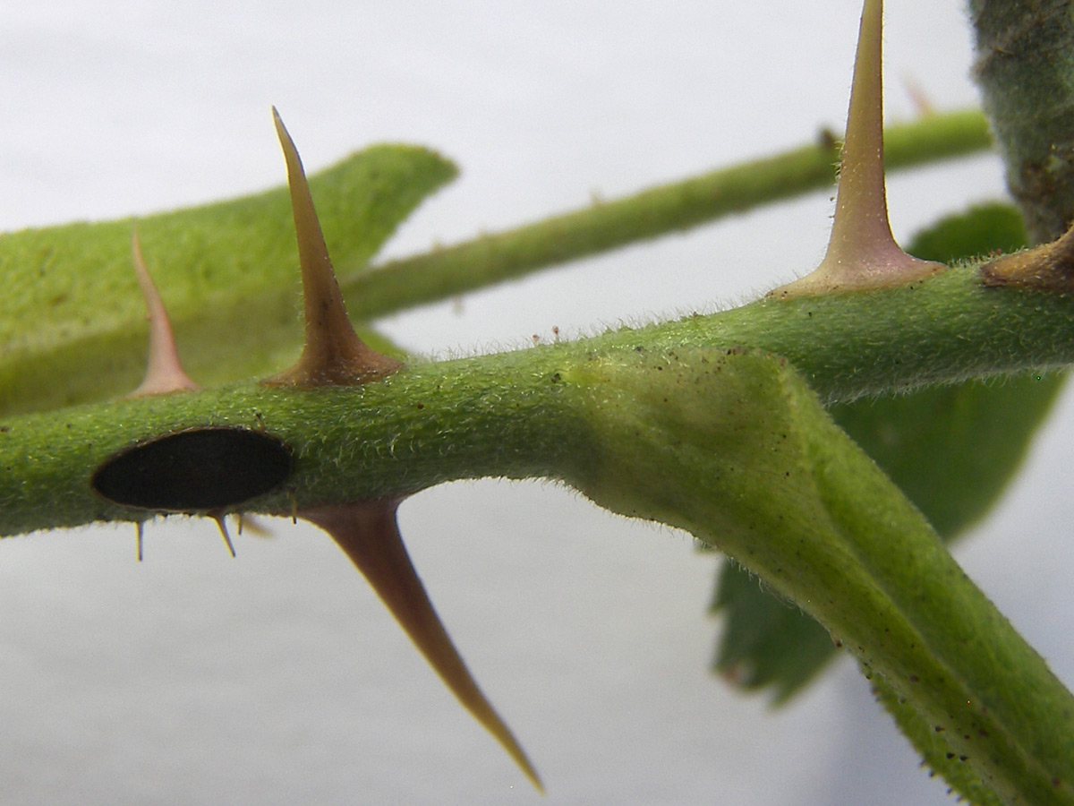 Image of Rosa pubicaulis specimen.