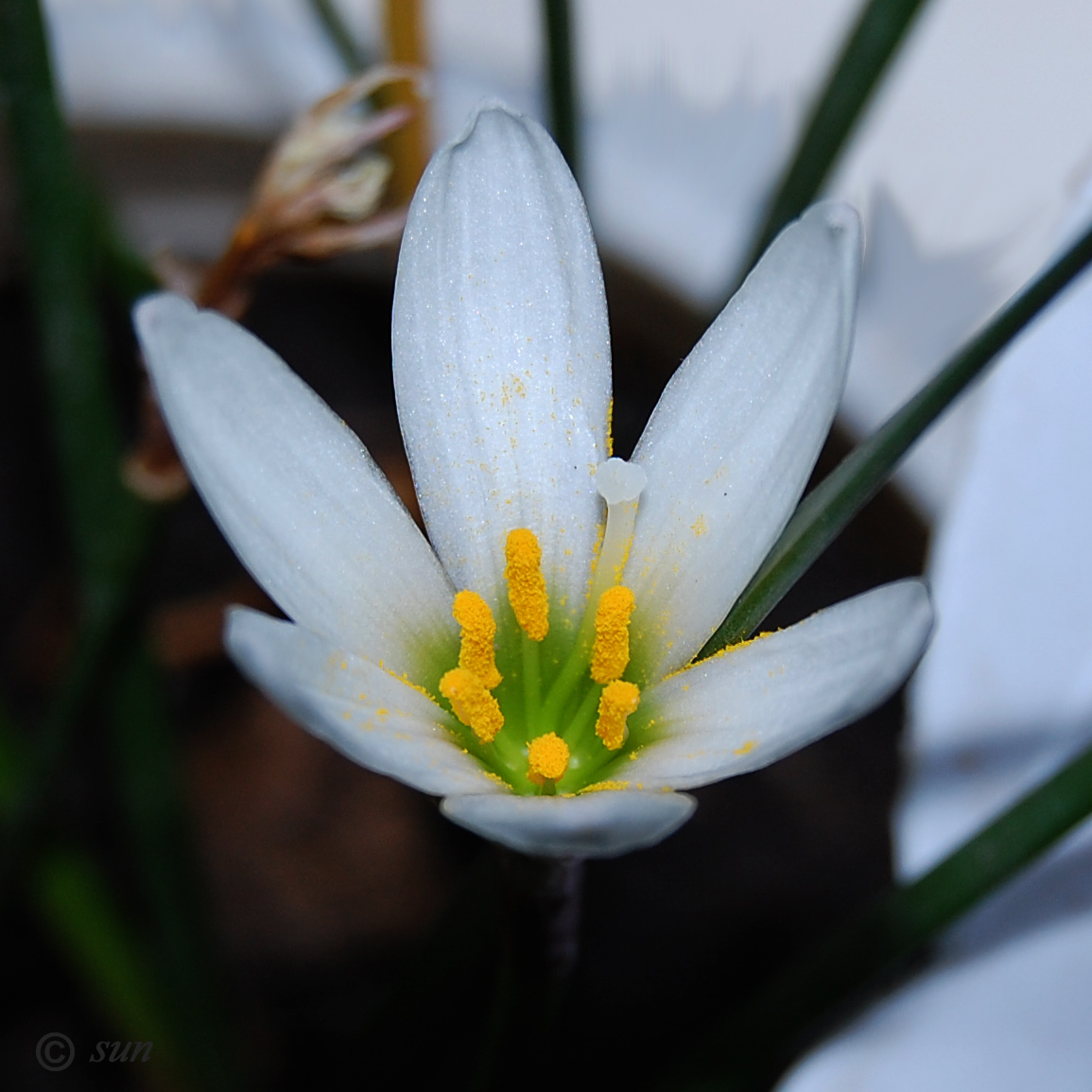 Image of Zephyranthes candida specimen.