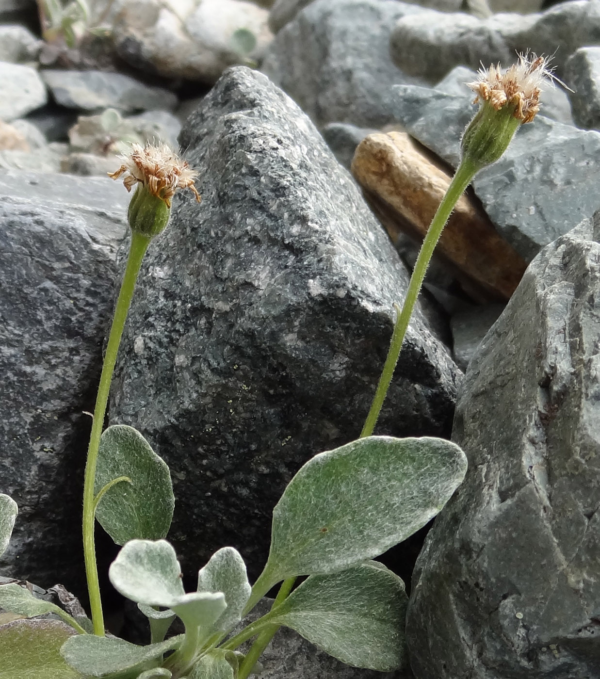 Изображение особи Tephroseris jacutica.