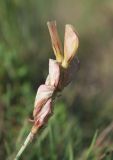 Hedysarum splendens