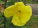 Oenothera glazioviana. Цветок. Нидерланды, провинция Гронинген, национальный парк Lauwersmeer, у обочины дороги. 24 июня 2007 г.