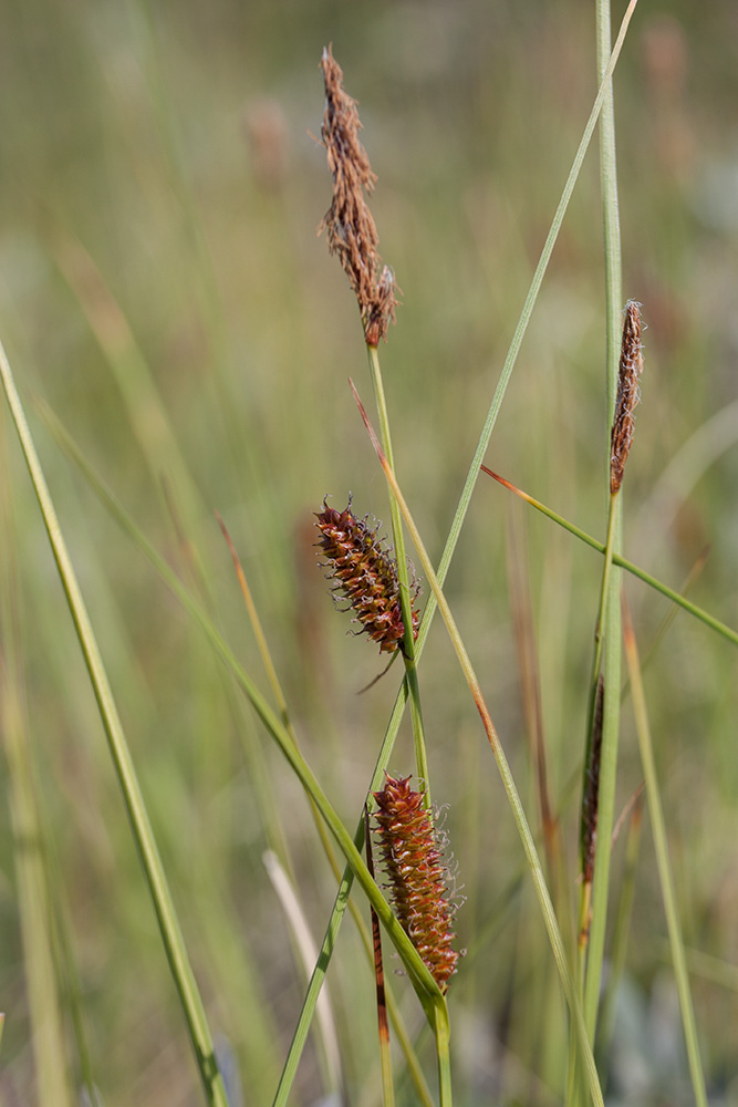 Image of Carex rotundata specimen.