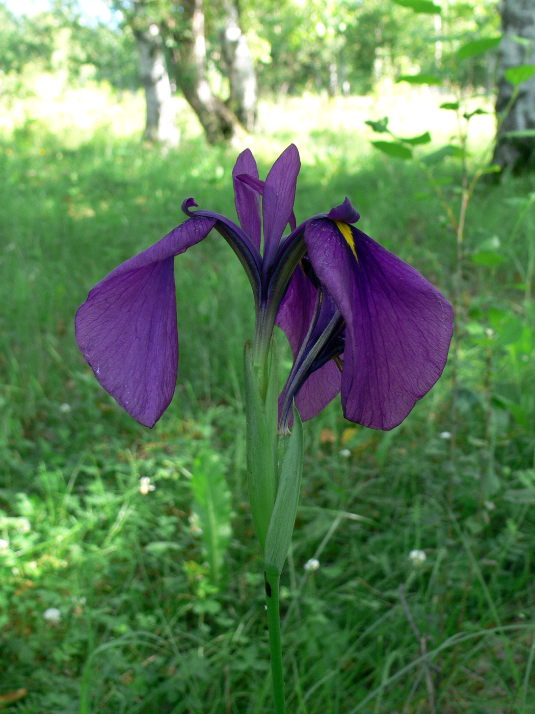 Изображение особи Iris ensata.