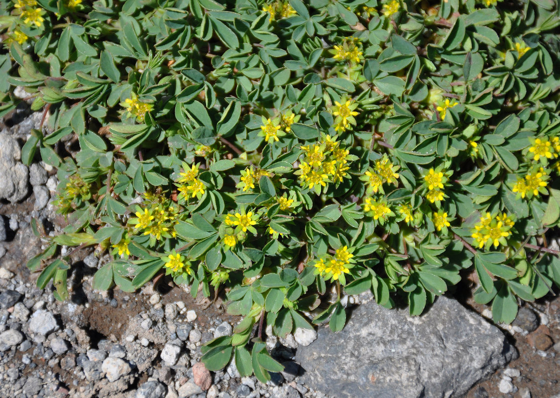 Image of Sibbaldia semiglabra specimen.