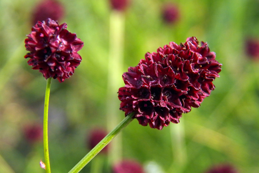 Image of Sanguisorba officinalis specimen.