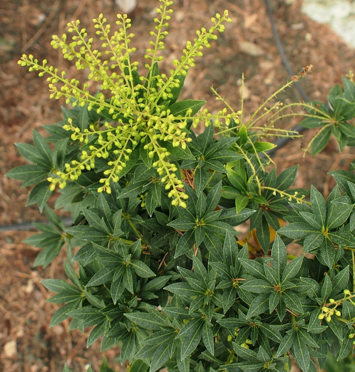 Изображение особи род Pieris.