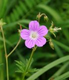 Geranium sylvaticum. Соцветие. Восточный Казахстан, Кокпектинский р-н, 25 км в горы от с. Пантелеймоновка, 1000 м н.у.м., просека, лес. 12.06.2016.