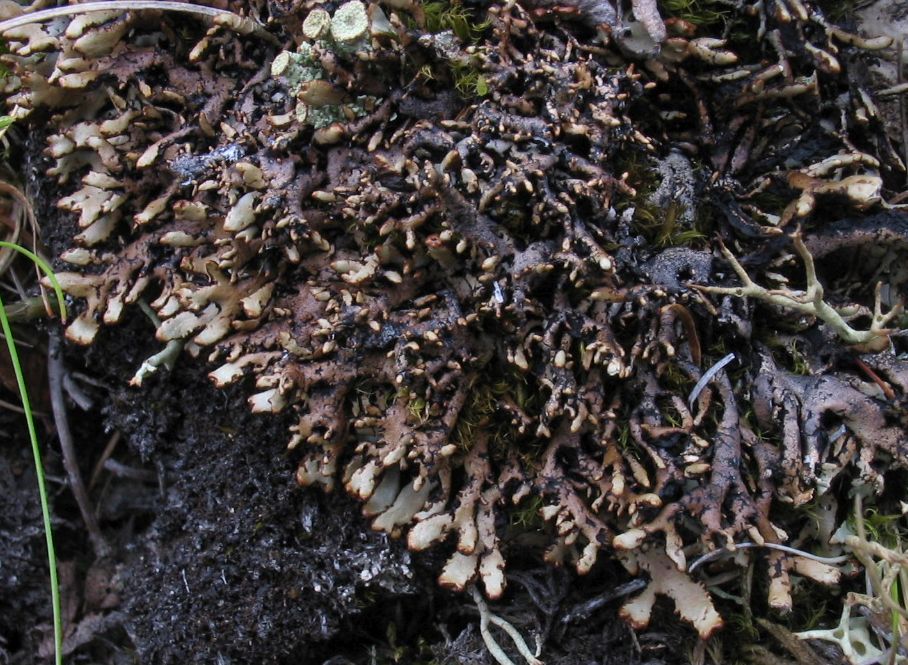 Изображение особи род Hypogymnia.