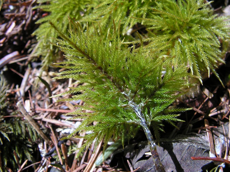 Изображение особи Pleuroziopsis ruthenica.