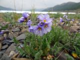 Polemonium boreale
