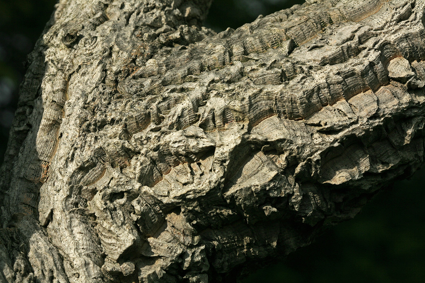 Изображение особи Phellodendron amurense.