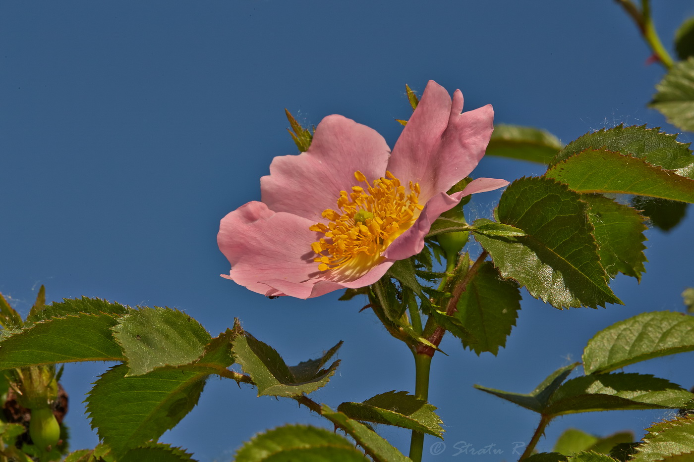 Изображение особи Rosa schmalhauseniana.