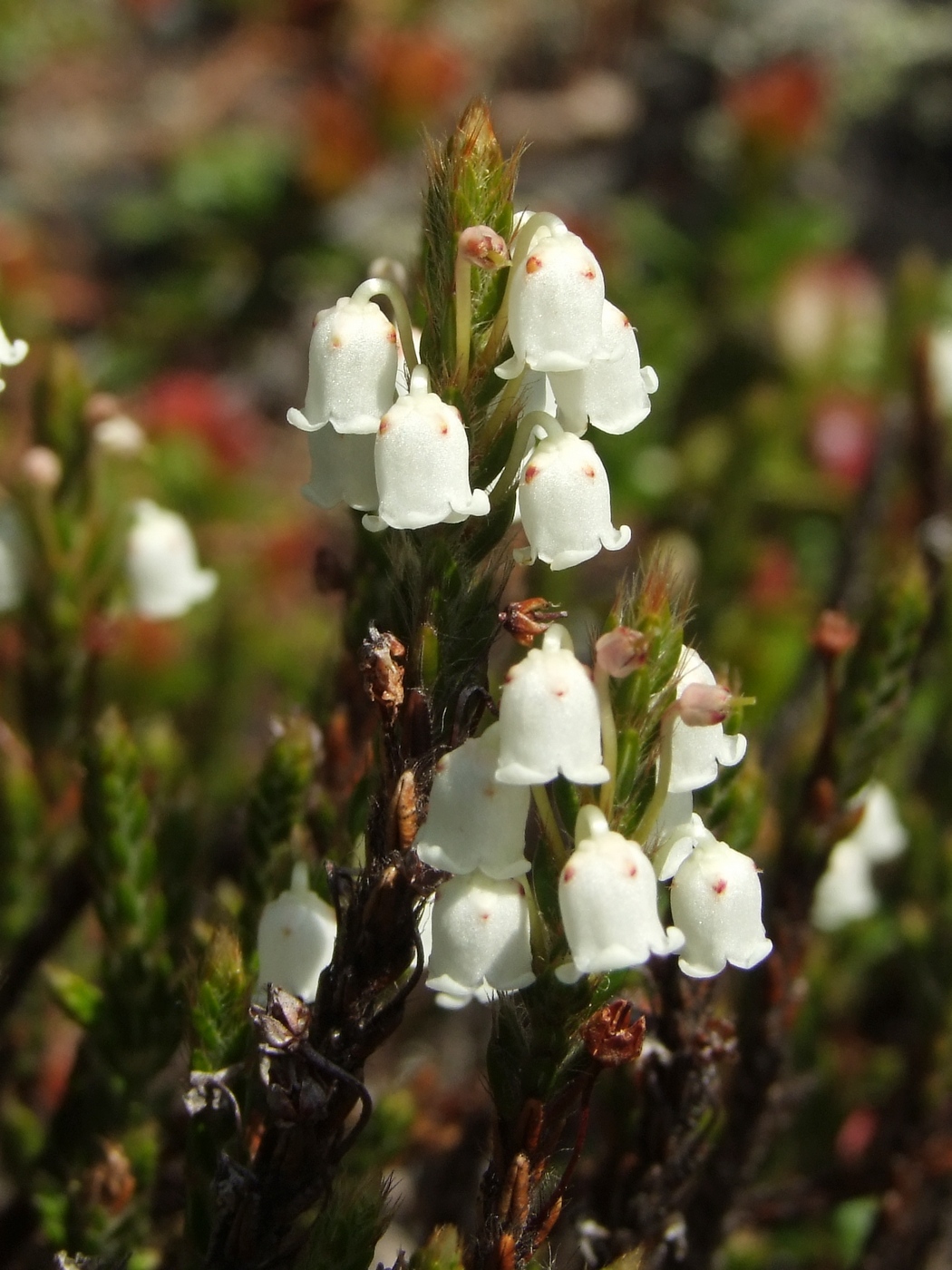 Image of Cassiope ericoides specimen.